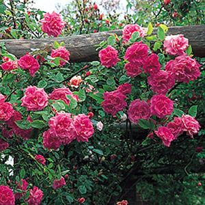 Unbranded Zpherine Drouhin - Climbing Rose