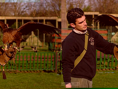 Bird of Prey Half Day Experience