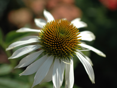 Garden Design Package