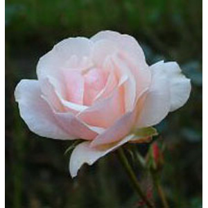 Valentine Heart Floribunda Rose
