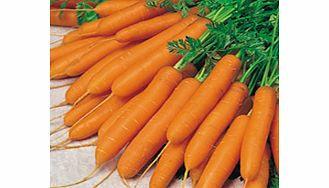Value Vegetable Seed Collection - Carrot Diversity