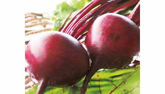 Value Vegetable Seed Collection - July-August