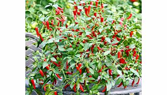 Value Vegetable Seed Collection - Scoville