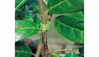 Velcro Plant Tie Tape