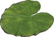 Velda Artificial Lotus Leaf Large - 10 piece pack