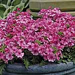velox Twin Pack Plants - Bright Pink and Soft Pink