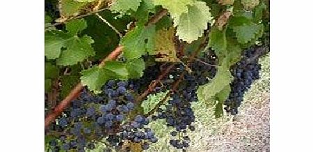 Winery Tour - Small Group Tour - Yarra