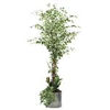 Viking Golden Fiscus Tree with Vine