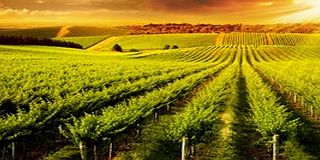 Vineyard Tour and Tasting in Devon with Lunch