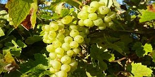 Vineyard Tour and Tasting in Hastings with Lunch