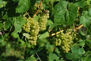 Vineyard Tour and Tasting with Lunch for Two in