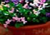 Viola odorata Plants - Miracle Collection