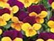 Viola Plants - F1 Admire Orange Purple Wing