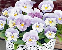 Viola Plants - F1 Admire Pink Surprise