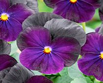 Viola Plants - F1 Sorbet Blackberry
