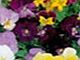 Viola Plants - F1 Sorbet Select Mix