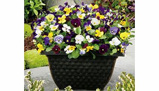 Viola Plants - Fragrant Mix