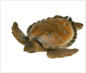 Sea Turtle