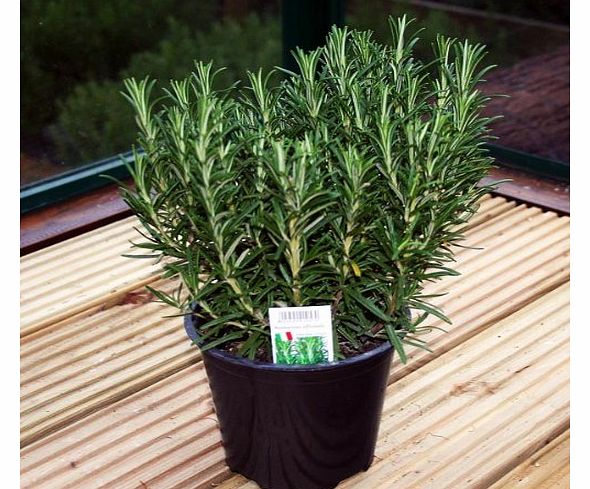 Web Garden Centre Rosmarinus officinalis / Rosemary : 1.5L Pot : High (exc pot)