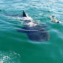 Whale Shark Encounter Snorkel Tour from Cancun -
