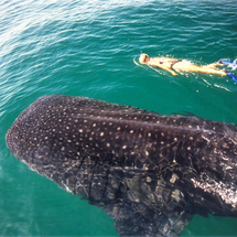 Whale Shark Encounter Snorkel Tour from Riviera