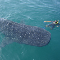 Whale Shark Encounter Snorkel Tour Whale and Shark Encounter Snorkel Tour