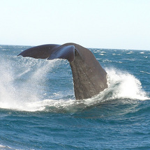 Whale Watch Tour to Kaikoura - Adult
