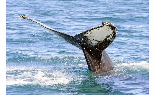 Whale Watching - Iceland