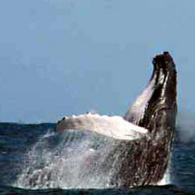 Whale Watching in Samana Bay - Adult ex Puerto Plata