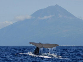 Whale watching in the Azores