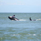 Whale Watching in Tofino - Adult