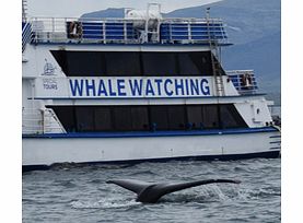 Whale Watching Reykjavik - Child