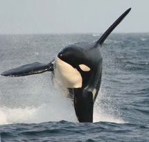 Whale Watching Safari - Adult