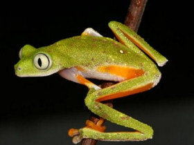 Wildlife conservation expedition to the Amazon