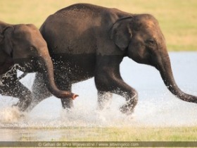 Wildlife holiday in Sri Lanka