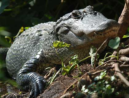 Wildlife Park  Airboat Ride  