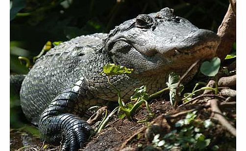 Wildlife Park Airboat Ride and Gatorland