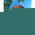 Wildlife World Oval Roosting Nest Pocket - Small