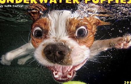 Willow Creek Press Underwater Puppies Calendar