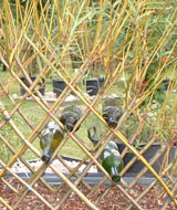 Windrush Willow Grow Your Own Wine Rack - a willow sculpture you