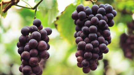 Wine Tasting Evening in Leeds