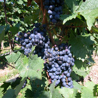 Winelands - Full Day Stellenbosch, Franschhoek and Paarl Valley Wine