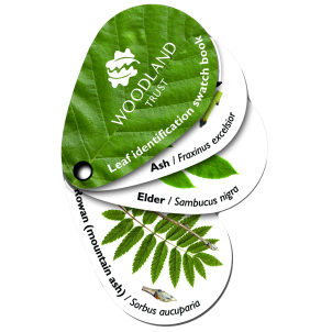 woodland Trust Leaf Identification Swatch Books