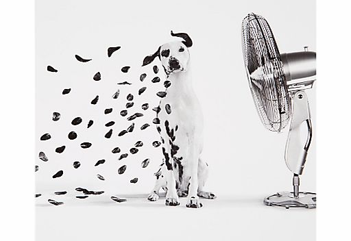 Woodmansterne Dalmation in Fan Greeting Card