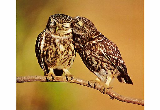 Woodmansterne Little Owls Courtship Greeting Card