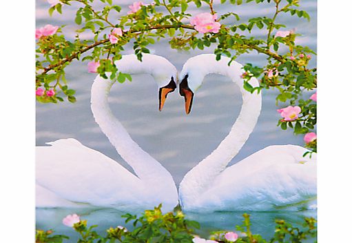 Woodmansterne Mute Swans Greeting Card