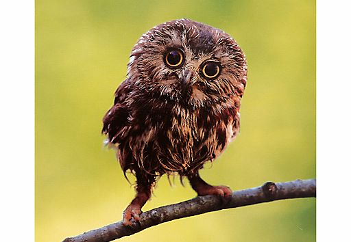 Woodmansterne Owl Blank Greeting Card