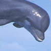 wwf Adopt a Dolphin