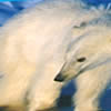WWF Adopt a Polar Bear