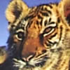WWF adopt a tiger